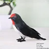Piccola rondine nera