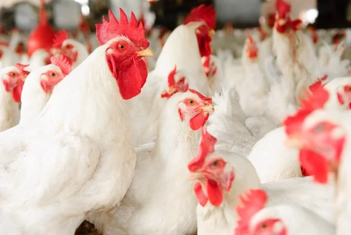 Shop Feed Grade Enzymes Bacillus licheniformis Ensuring animal intestinal health-Detailed Image 1