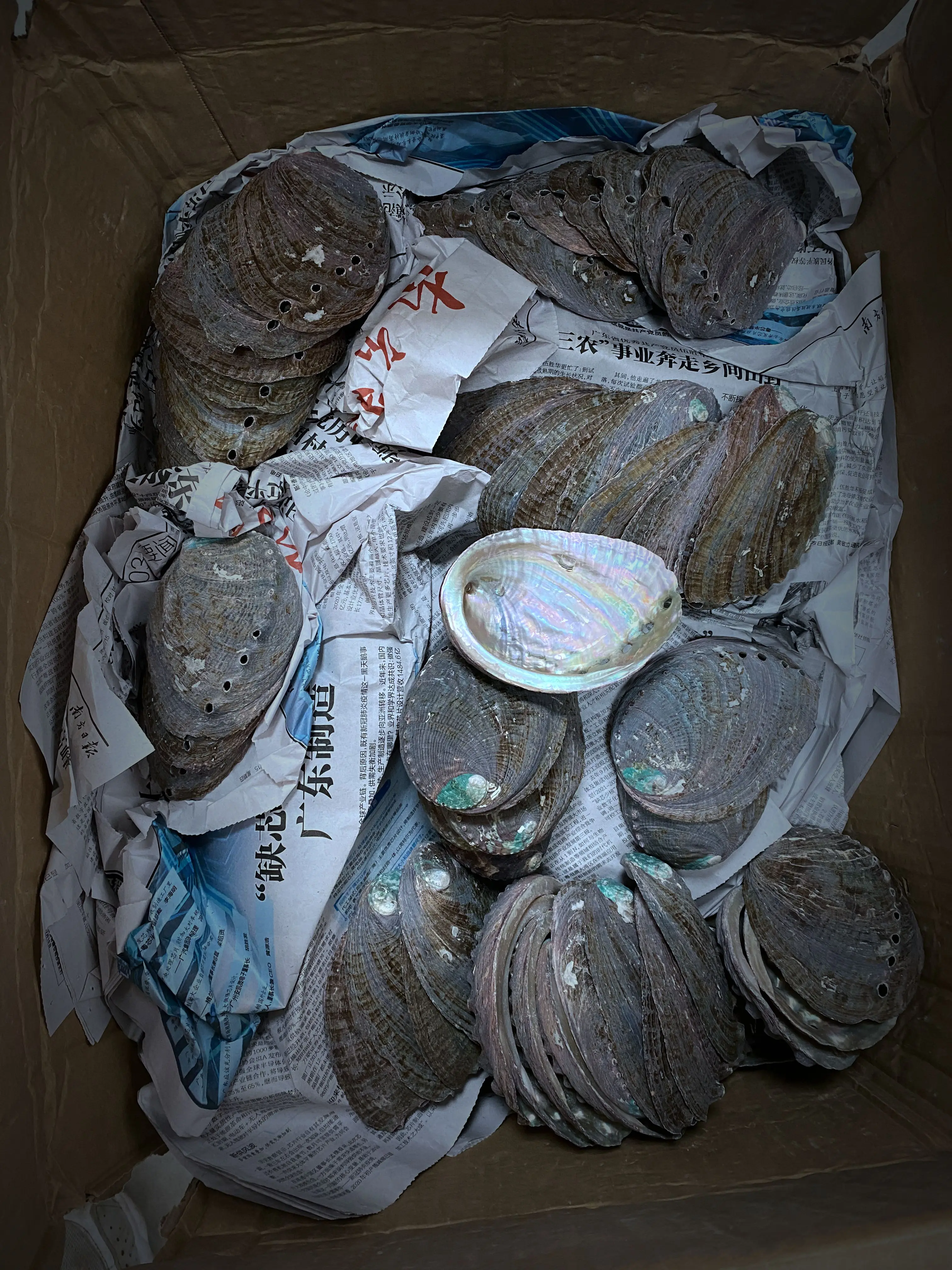 2022 Hot Sale Abalone Shells Wholesale 3 Inch Unpolished Abalone Shell