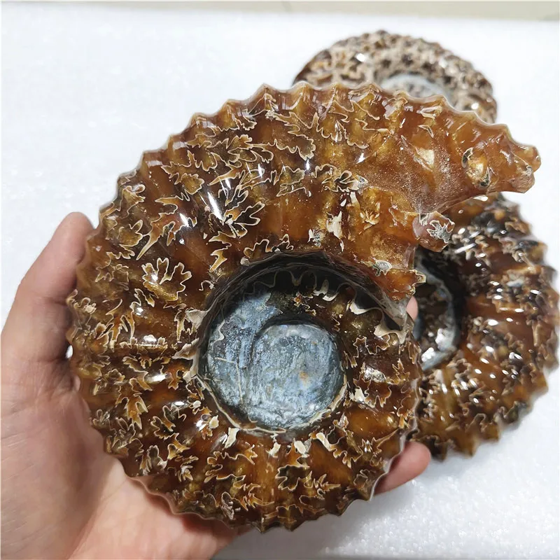 Real Natural Ammonite Fossils for Sale Tuoxin Mineral Specimens