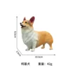 Welsh Corgi