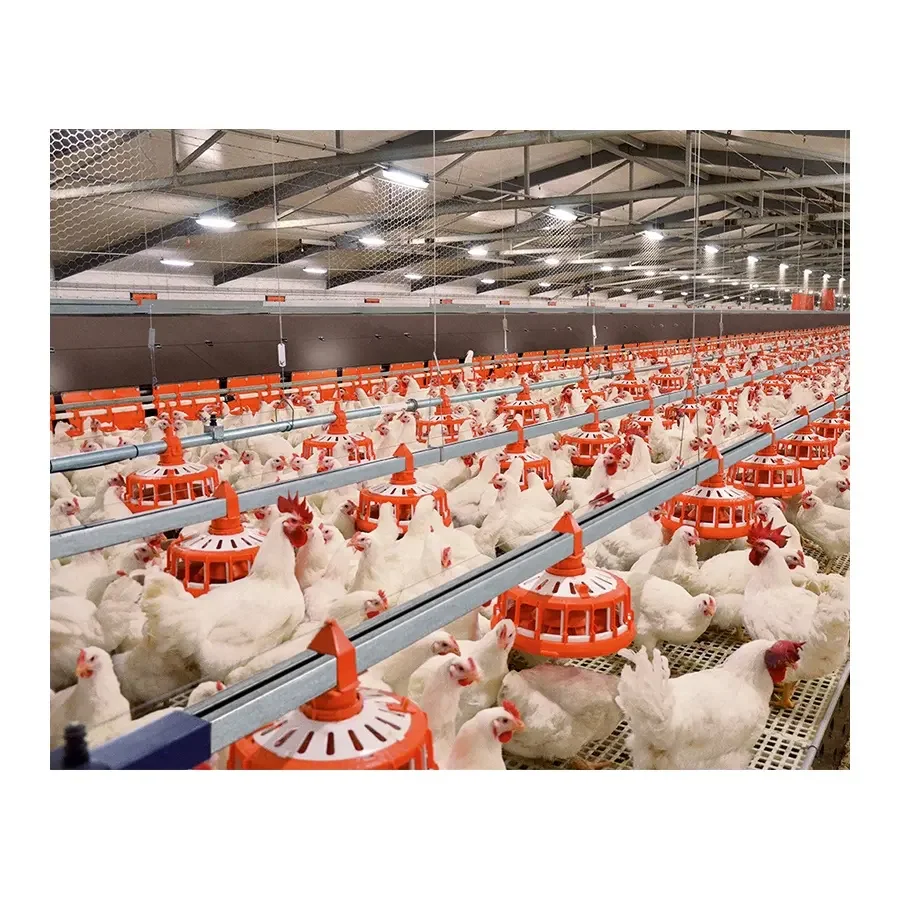 Automatic Poultry Equipment Broiler Feeding System for Chicken Farm