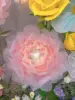 Rosa ciliegia