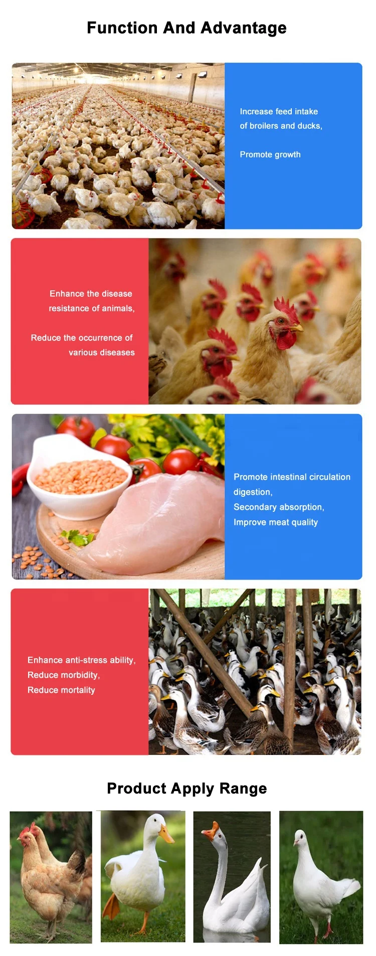 Broiler Fattening Vitamin Minerals Premix Fighting Cock Chicken Feed