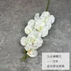 Phalaenopsis a nove teste 3d-bianco