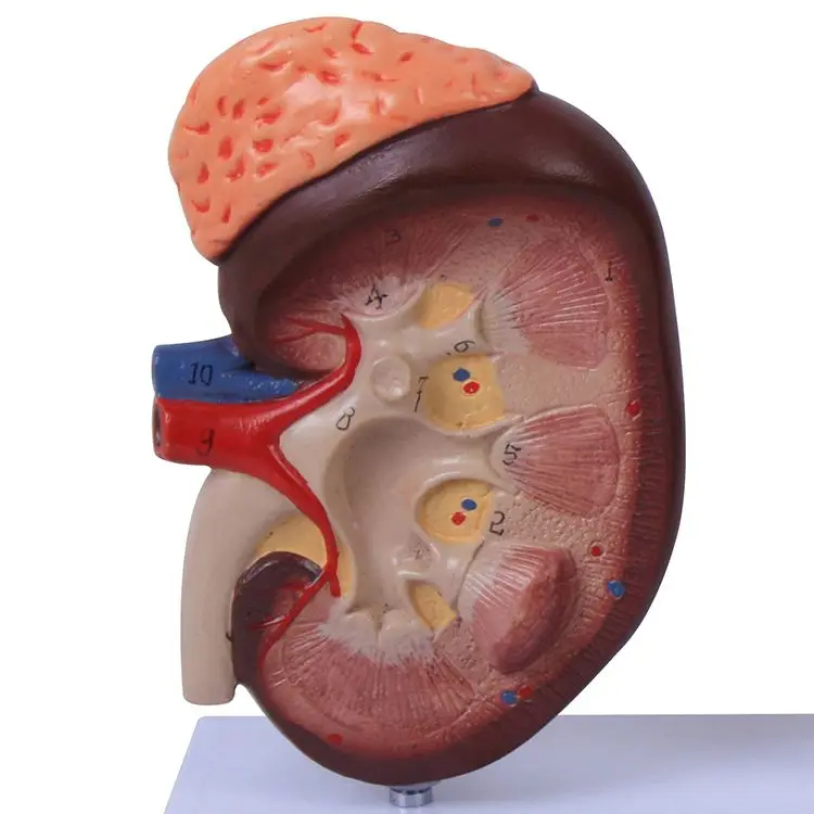 Plastic Kidney Nephron and Glomerulus Model of a Human Kidney