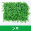 plantes aquatiques