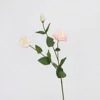 Platycodon hydratant-rose