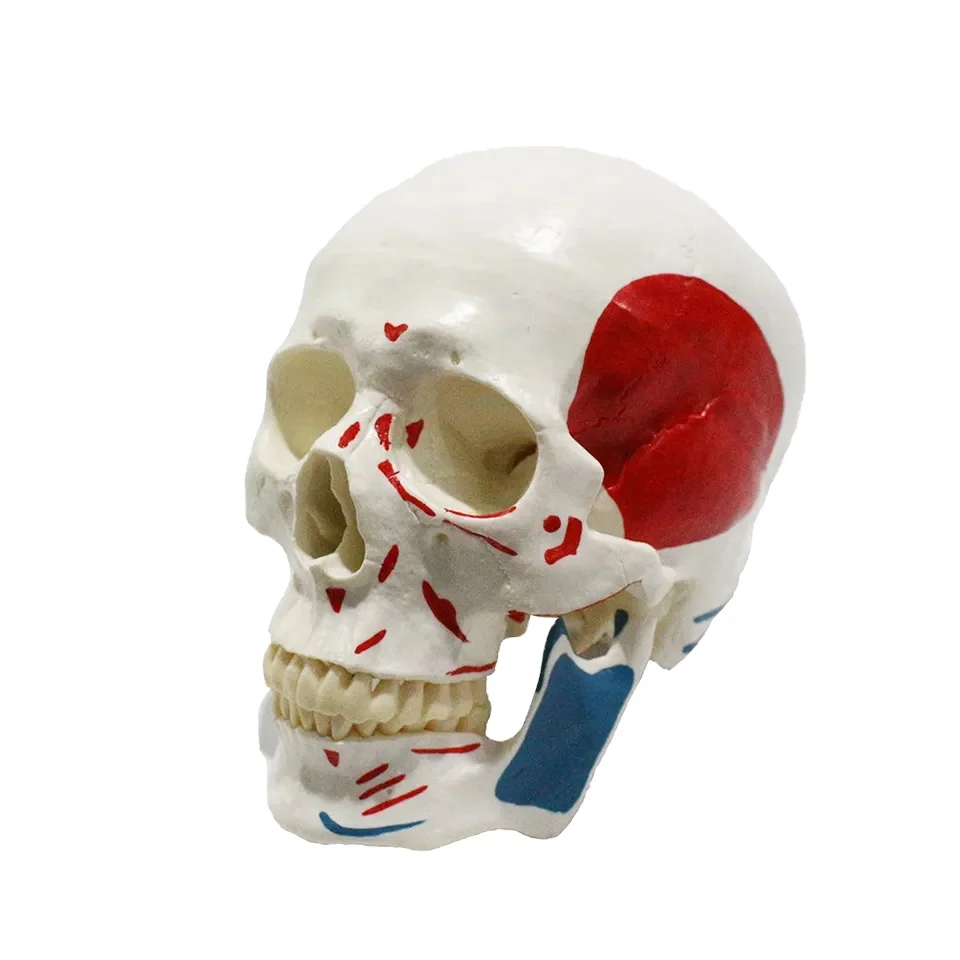 Plastic Skull Model FRT022 Life Size Colored Muscle Origins and