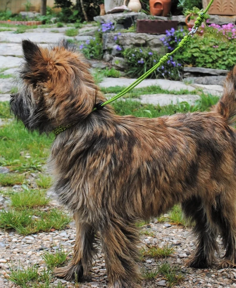 Bling Bead Show Leash Thin Small Dog Dogshowleashes Profesional Dog