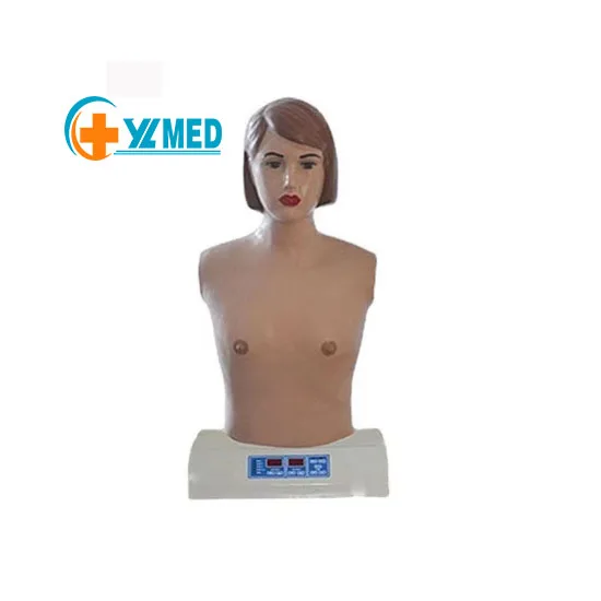 PVC Heart and Lung Auscultation Model Palpation Manikin Heart-lung Stethoscope Heart and Lung Auscultation Manikin