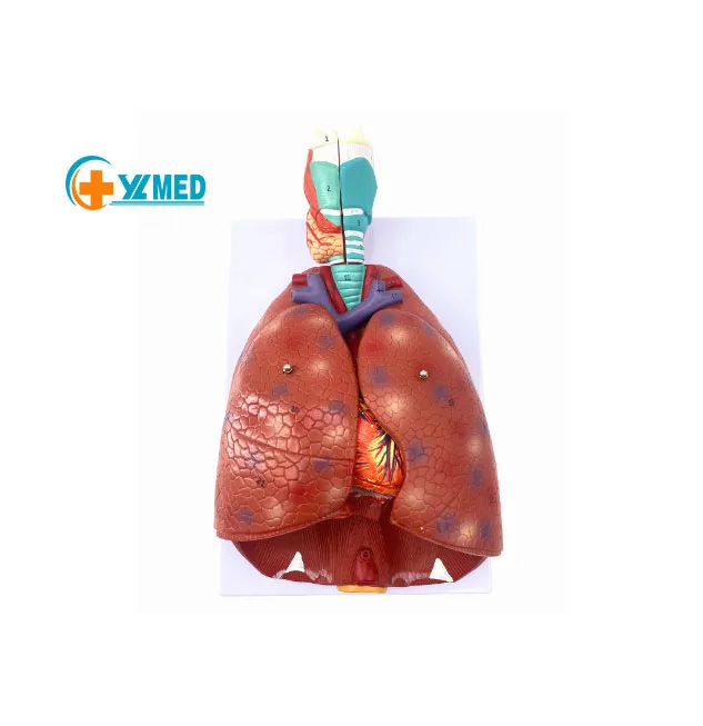 Горячая Распродажа 3D ларинкс сердце и легкие модель 7 частей анатомическая пищеварительная система для демонстрации медицинского обучения