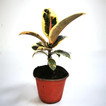 Artificial Ficus GREEN PLANTS FOR HOME Ficus Ruby Small Potted Plants Bonsai