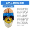 Cráneo de color con cerebro.