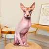 Hairless cat