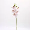 Phalaenopsis Luo Chen (rose)