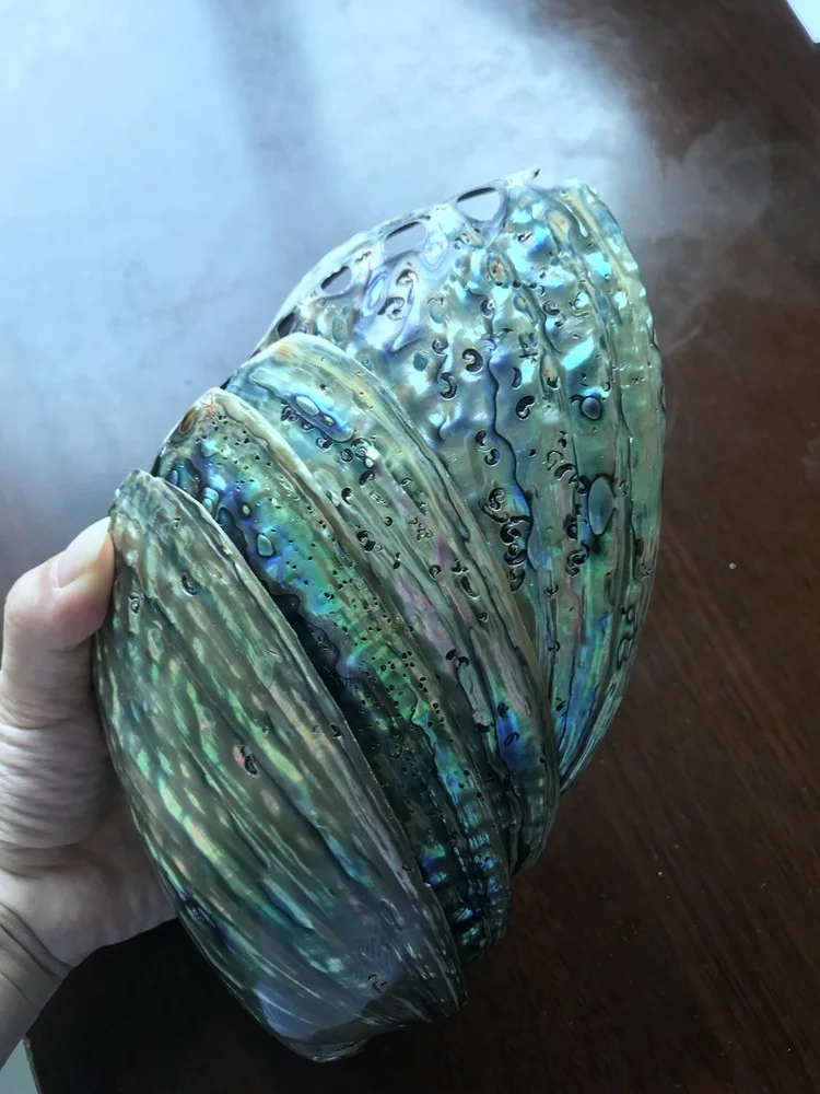 Large Polished Abalone Shell Clean and Smooth Edge Paua Shell