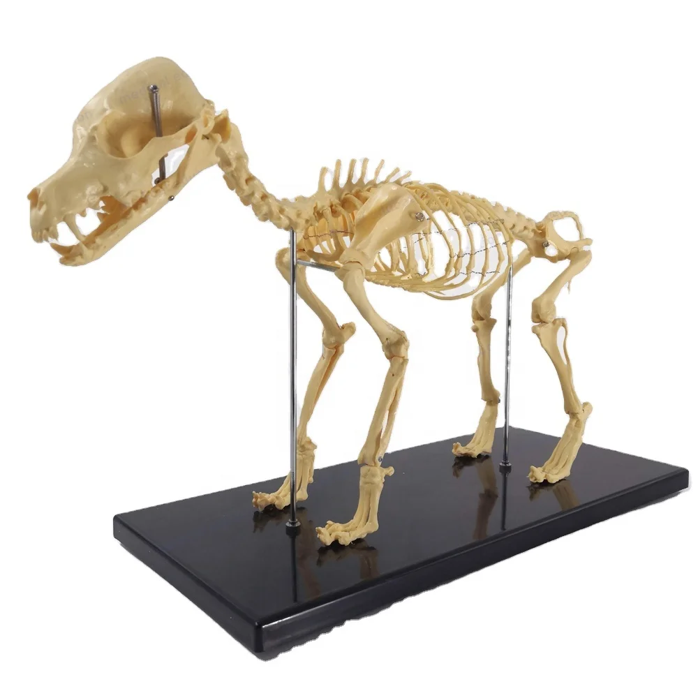 small animal skeletons