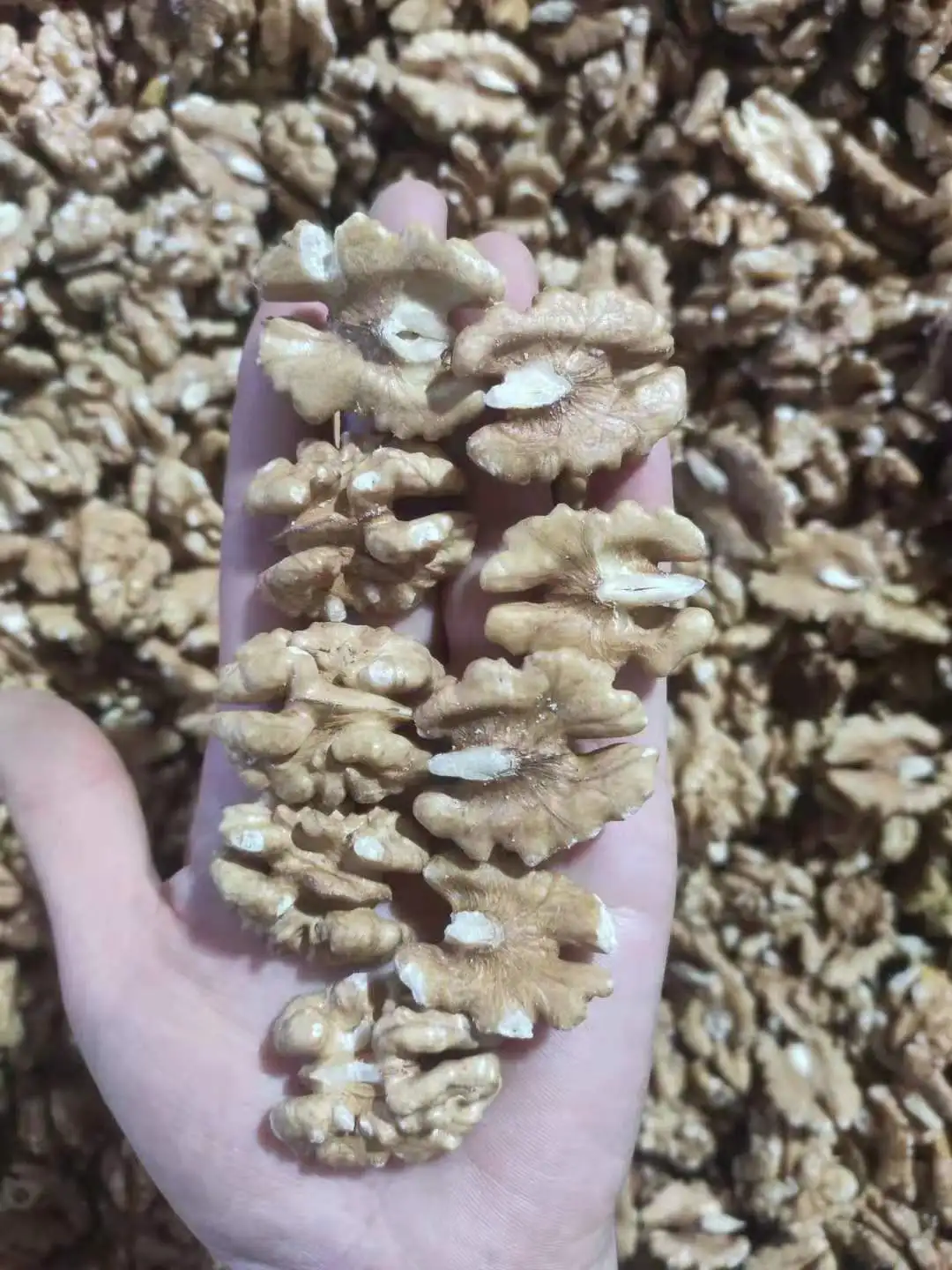 walnuts kernel 01.jpg
