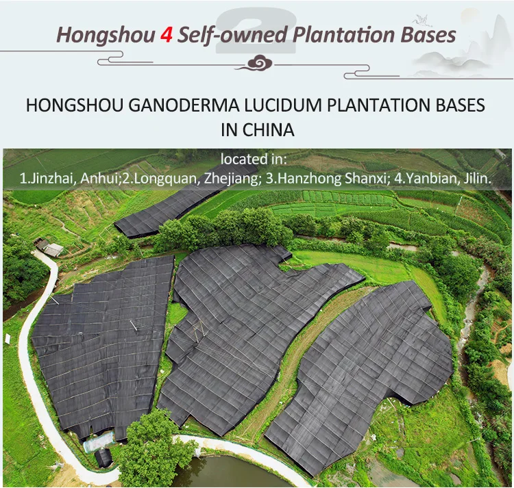 Ginseng Extract Reishi Mushroom Ganoderma Lucidum Product