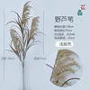 Wild reeds, light brown