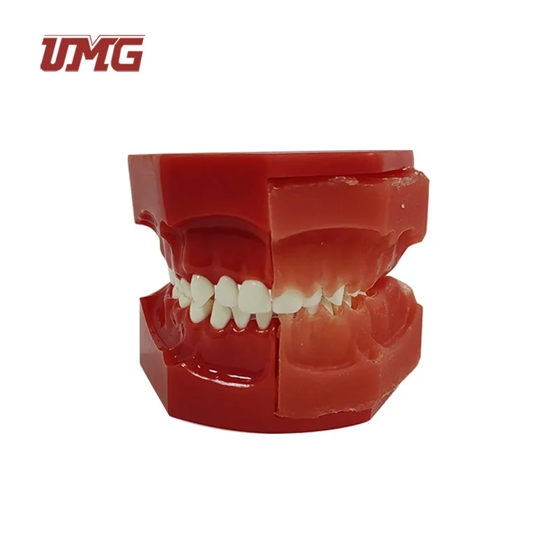 Baby Teeth Primary and Permanent Alternate Anatomical Model