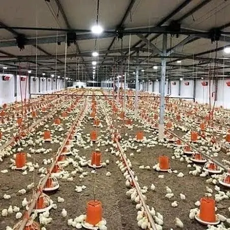 Chicken Equipment Automatic Broiler Equipment Automatic Poultry Pan Feeding Line Poultry Chain Feeding Line System
