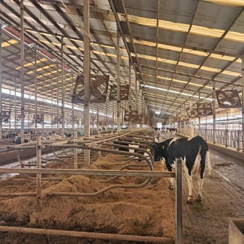 Dairy Cattle Housing Design Hot Dip Galvanized Cow Free Stall Cattle ...