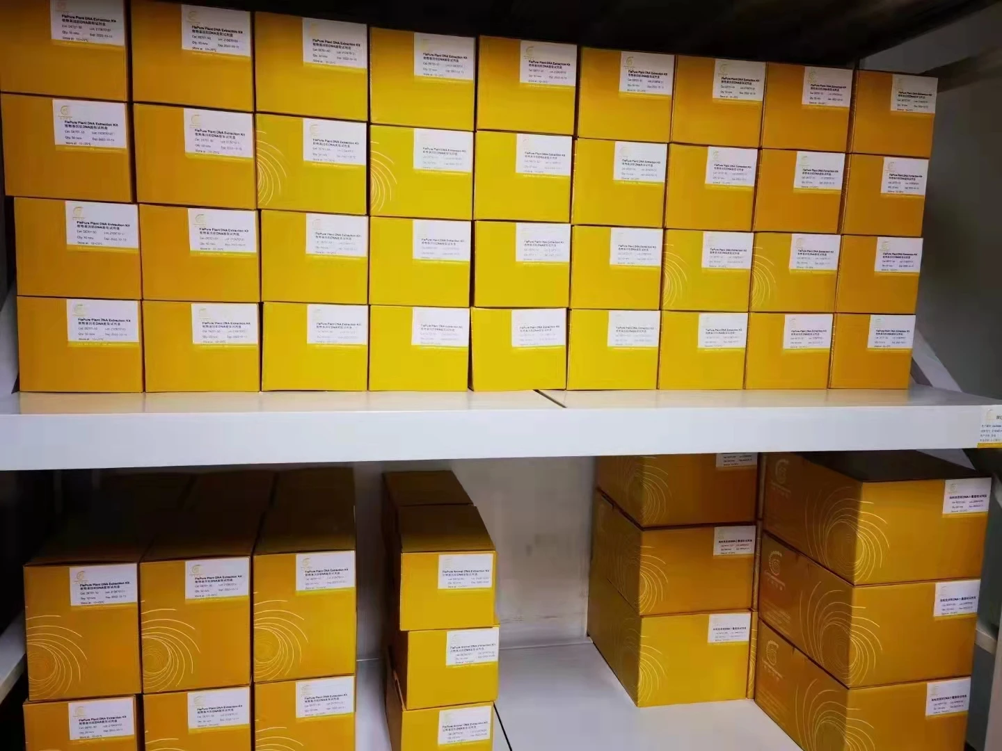 1 Kb Dna Ladder(50012,000 Bp) For Dna Fragment Electrophoresis