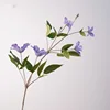 Clematide crucifer - viola