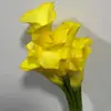 Domestic calla lily yellow-1 tie 10 branches