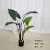 Calathea rosa picta