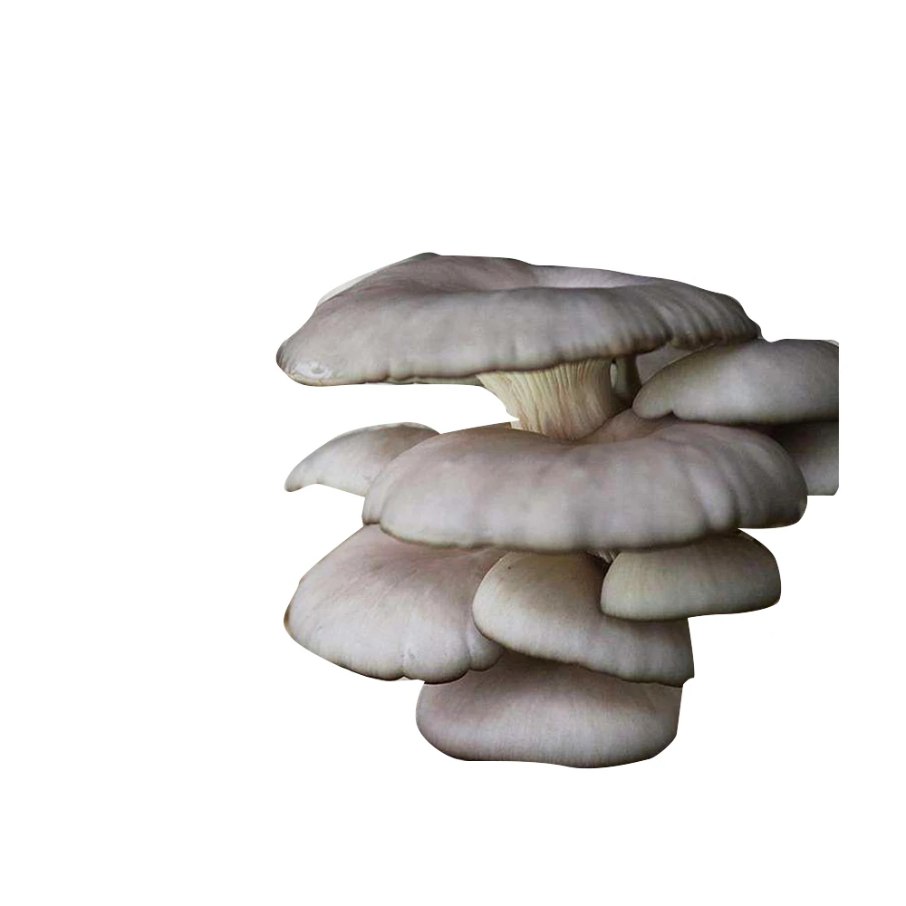 Factory direct price dried oyster mushroom product oyster mushroom sticks