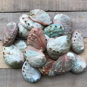 鮑の貝殻 鮑の貝殻