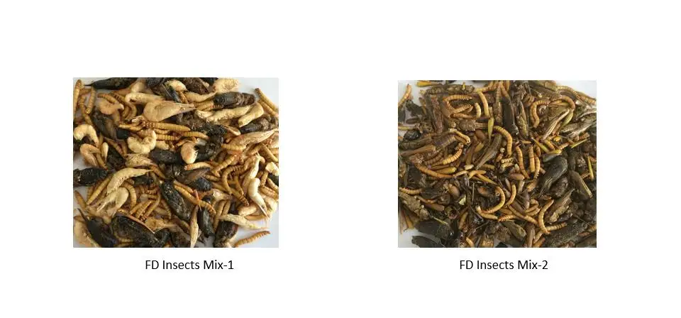 Insects mix.jpg