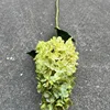 12 # jiao bian da pagode hortensia-vert