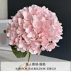 Hydrangea - Pink