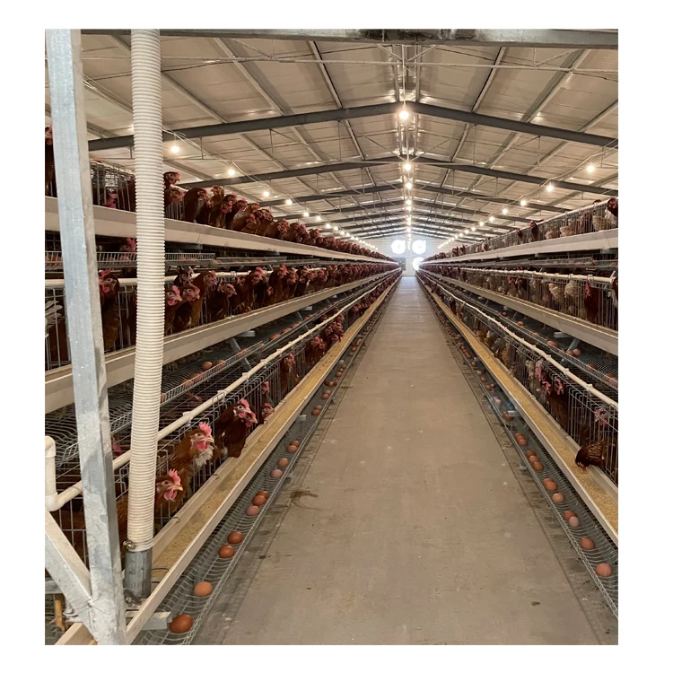 Fully Automatic Chicken Farm Building Cheap Chicken Coops Commercial Chicken House