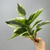 White 14-leaf aglaonema