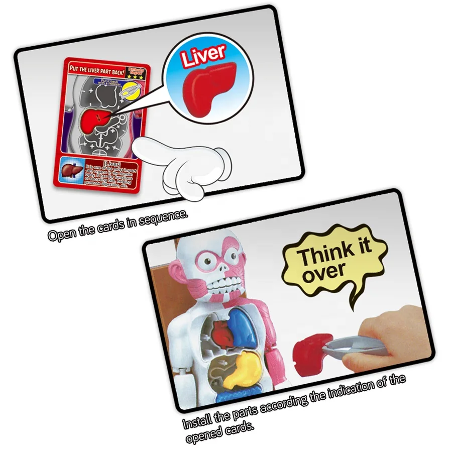 Educational Human Body Organs Cognitive Learning Science Kit 3D Model  Intelligent Assembled Model Game Halloween Toy for Kids, image size:900x900