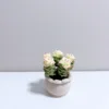 Green multihead succulent