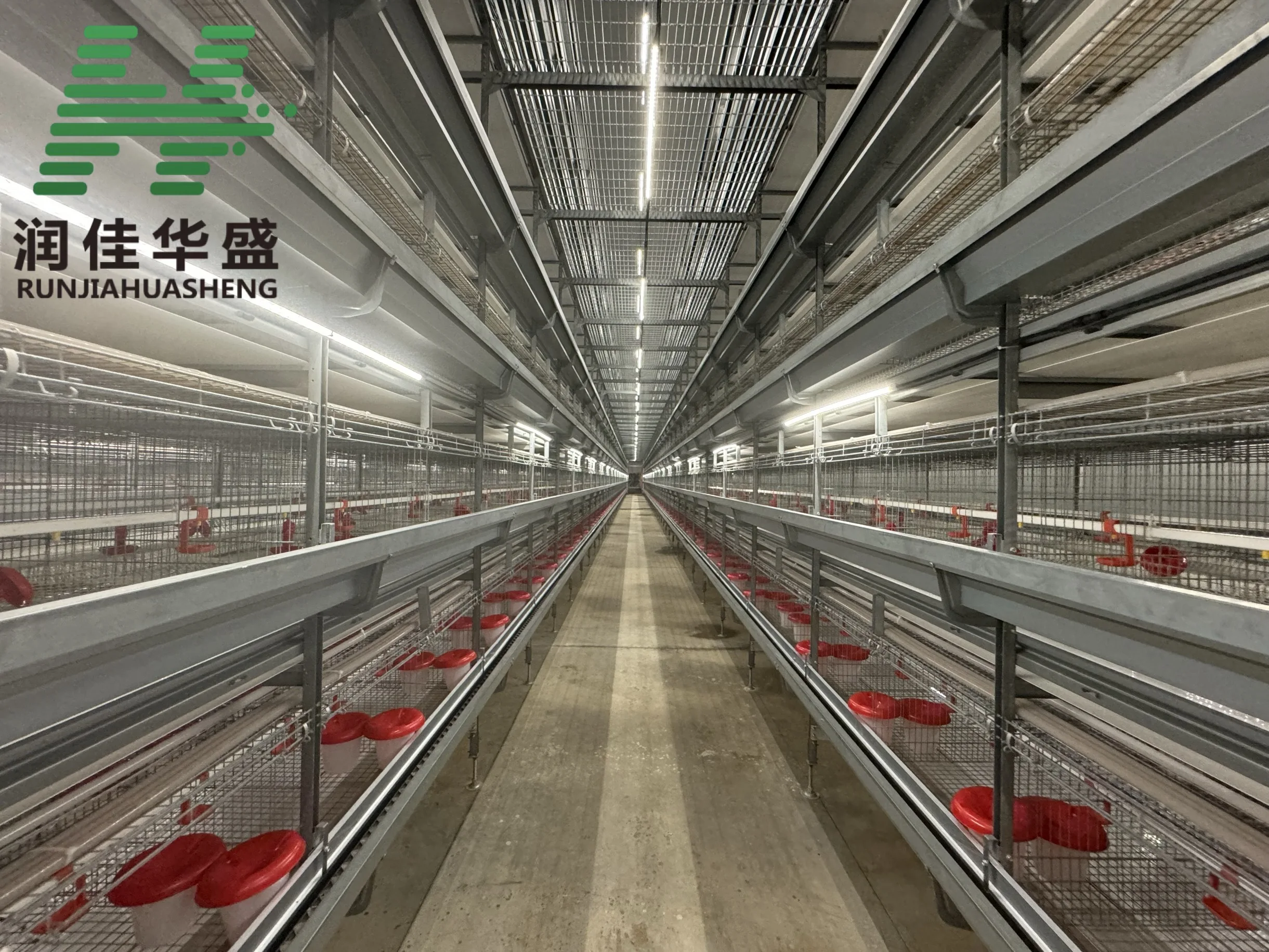 Automated Laying Hens Machines Chicken Layer Battery Cage Chicken Cages ...