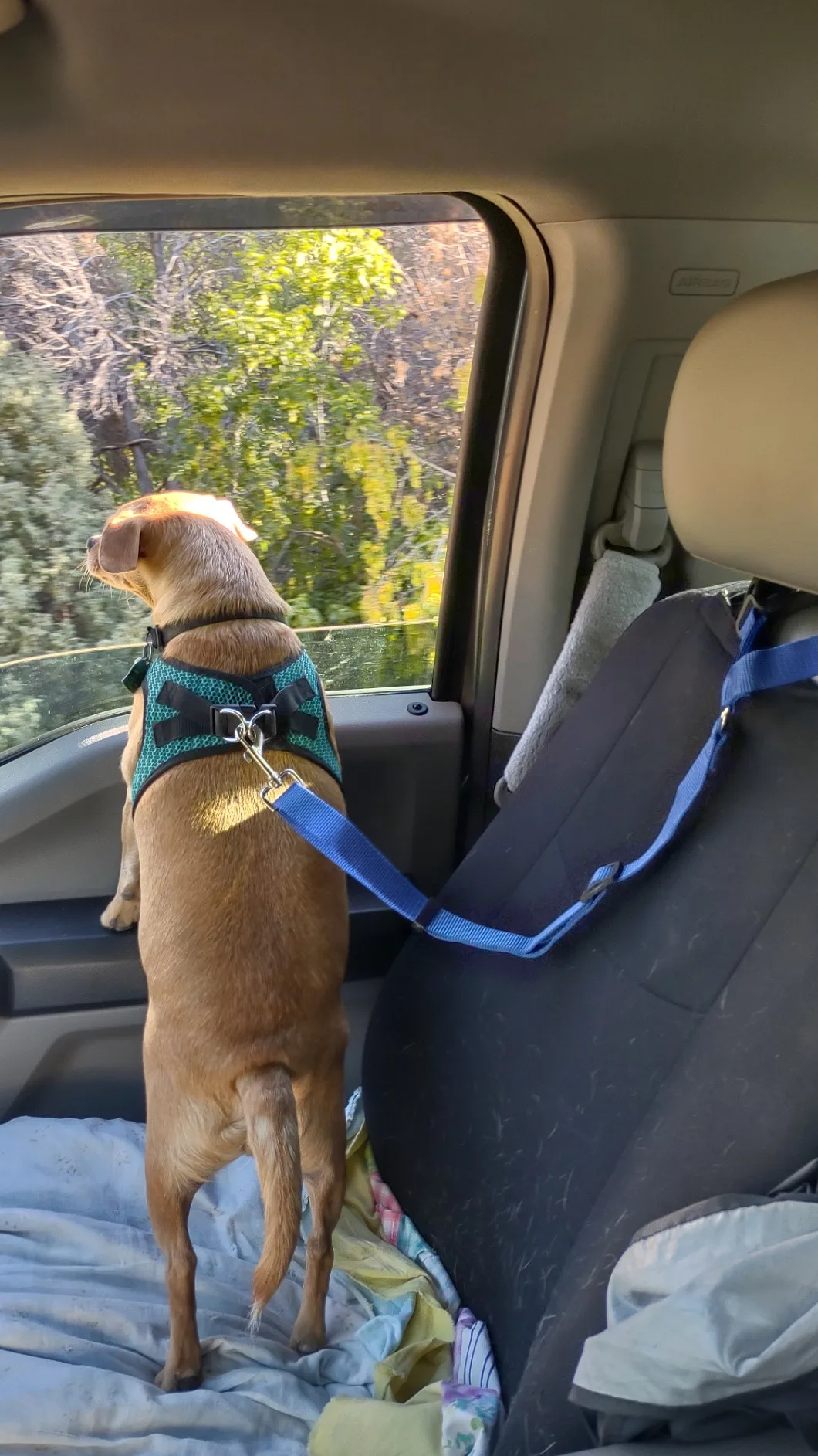 Customized Adjustable Pet Dog Seat Belt Reflective Dog Car Retractable Elastic Reflective Belt