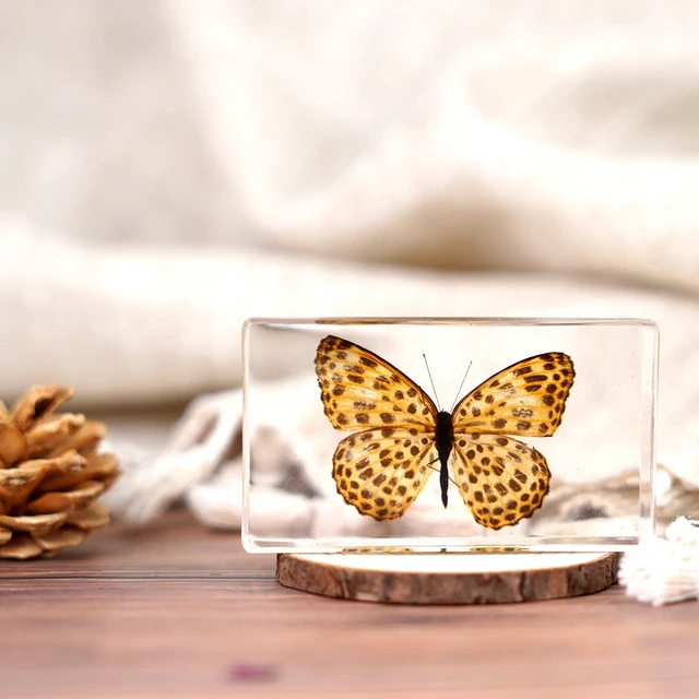factory hot sales Craft gift biological specimens beautiful taxidermy  real insect butterfly specimen Resin Crafts Butterfly
