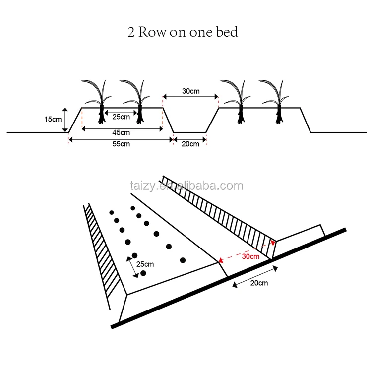 Automatic Seedling Planting Machine 2rows Hand Push Vegetable Onion Seed Planter Plant Seedling