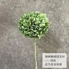 Lecca-lecca ortensia verde senza foglie