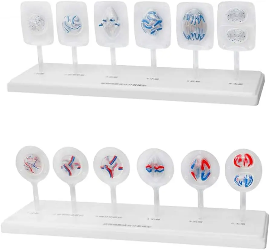 KyrenMed Plant Cell Mitosis Model and Animal Cell Meiosis Model