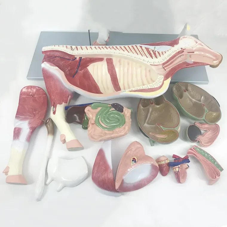 Cow Structure Anatomical Model With Detachable Organs For Veterinary ...