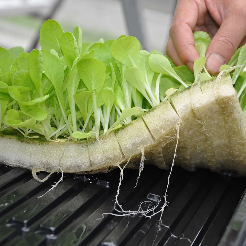 hydroponic net cups