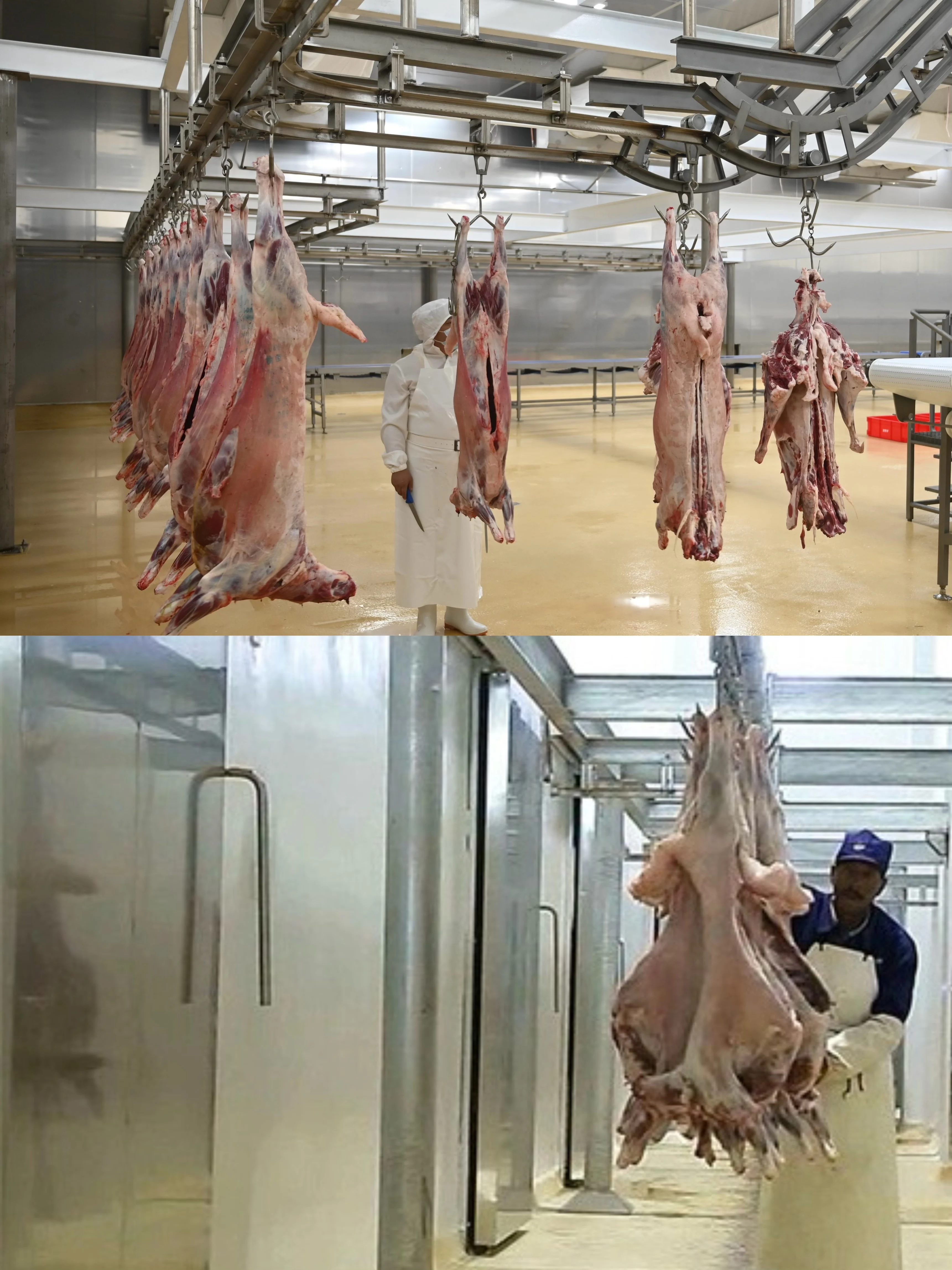 Complete sheep and goat slaughtering line equipment - efficient processing systems for meat factories and modern slaughterhouses